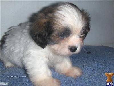 Lhasa Apso Puppies for Sale